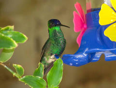 Thalurania glaucopis