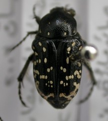 Oxythyrea noemi
