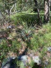 Hesperoyucca