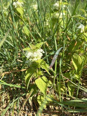 Lamium album