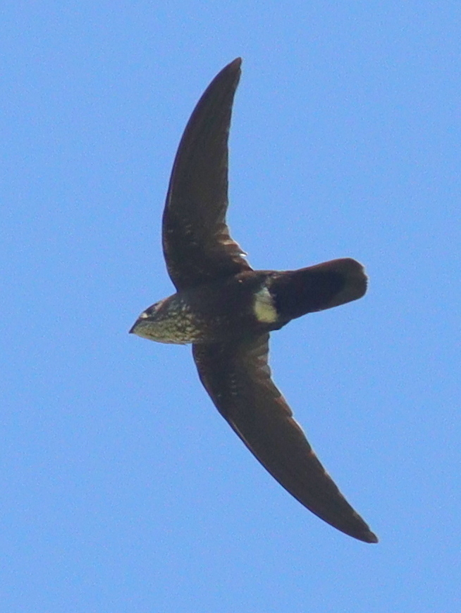 Mottled Spinetail (Telacanthura ussheri) photo