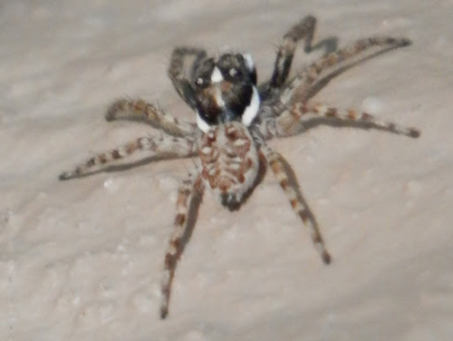Half-edged Wall Jumping Spider photo 6
