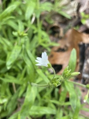 Cerastium velutinum