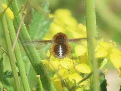 Bombyliini