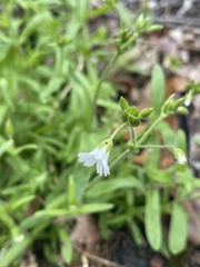 Cerastium velutinum