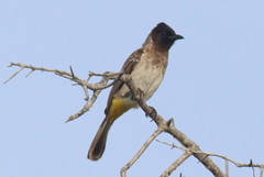 Pycnonotus barbatus dodsoni