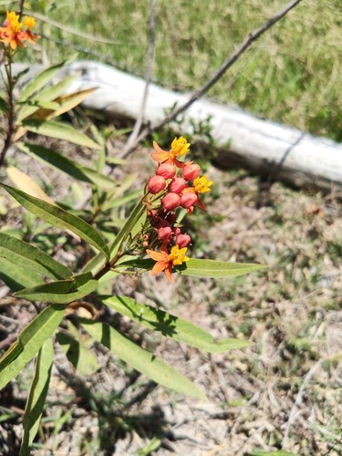 tropical milkweed (Asclepias curassavica)