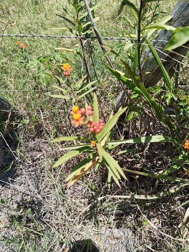 Quiebra muelas (Asclepias curassavica)