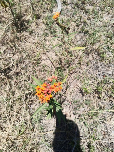 Quiebra muelas (Asclepias curassavica)