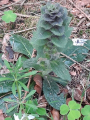 Ajuga pyramidalis