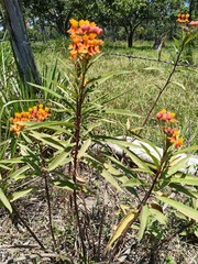 Asclepias curassavica