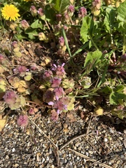 Lamium purpureum
