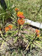 Asclepias curassavica