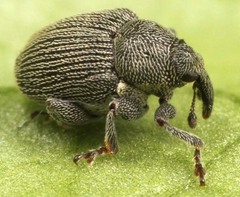 Thamiocolus uniformis