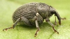 Thamiocolus uniformis