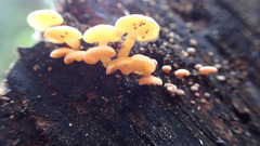 Favolaschia thwaitesii
