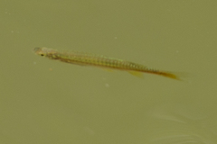 Rasbora