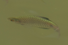 Pethia conchonius