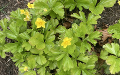 Waldsteinia