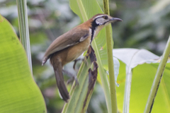 Pterorhinus pectoralis