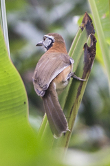 Pterorhinus pectoralis