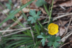 Ranunculus montanus
