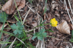 Ranunculus montanus