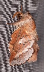 Phyllodesma americana