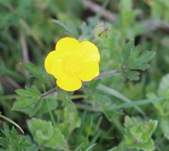 Ranunculus bulbosus