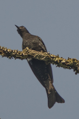 Surniculus dicruroides