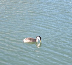 Aechmophorus occidentalis