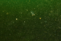 Polyorchis penicillatus