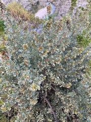 Baccharis flabellata