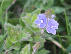Veronica chamaedrys