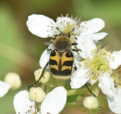 Trichius sexualis