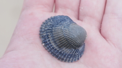 Lunarca ovalis