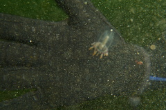Polyorchis penicillatus