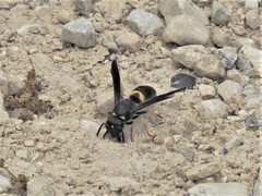 Ancistrocerus spinolae