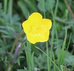 Ranunculus bulbosus