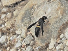 Ancistrocerus spinolae