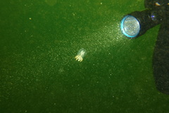 Polyorchis penicillatus