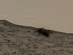 Tenebrionidae