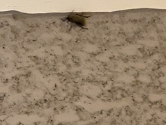 Tenebrionidae