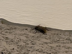 Tenebrionidae