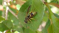 Ancistrocerus