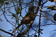 Saltator aurantiirostris