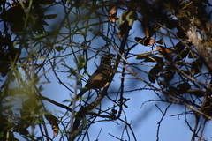 Saltator aurantiirostris