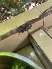 Mallodon chevrolatii