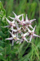 Asclepias eminens