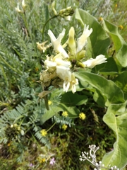 Astragalus hoodianus